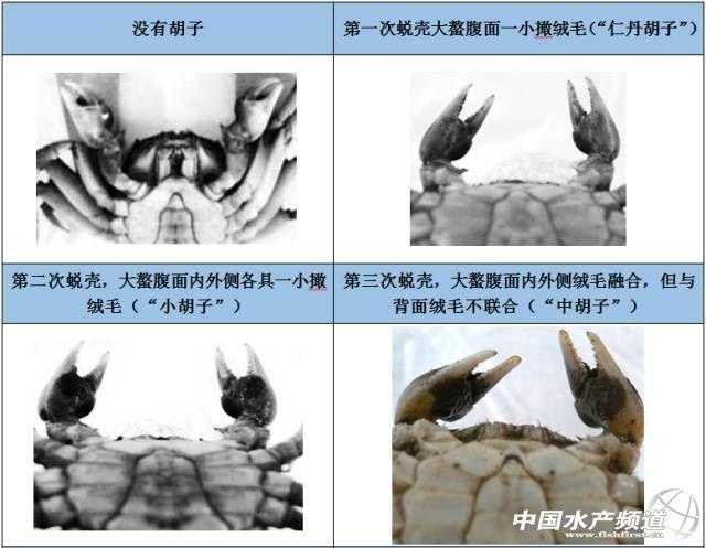 河蟹第一壳蜕壳早有什么好处_河蟹一生蜕几次壳_https://bianchenghao6.com/blog__第4张