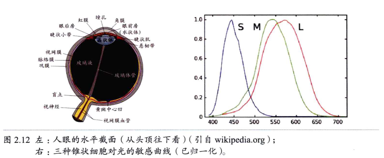 视觉感知与认知_https://bianchenghao6.com/blog__第11张