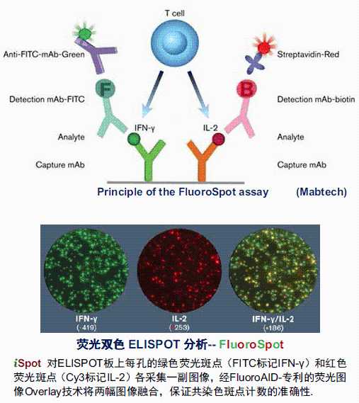 ELISPOT酶联免疫斑点技术