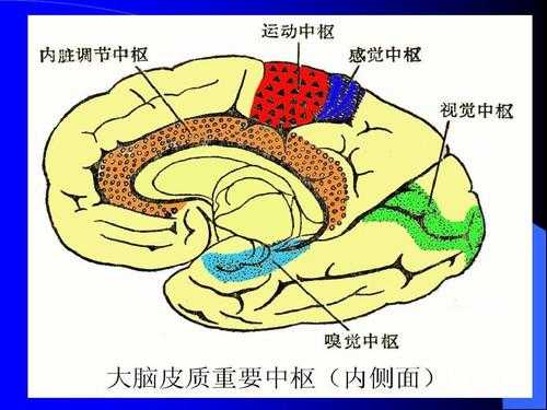 脑电EEG概念解释及深度学习结合