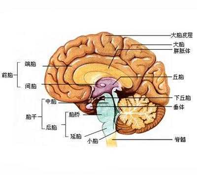 人类“超级大脑”_世界上最强大脑是谁