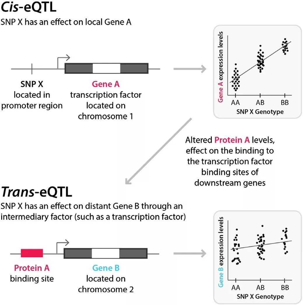 eQTL:连接突变与基因表达的桥梁