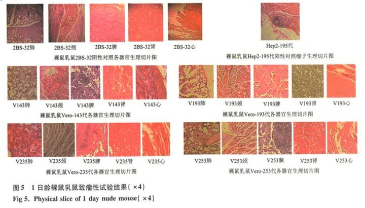 vero细胞一文读懂！