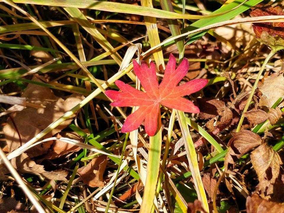 英语实用副词汇总