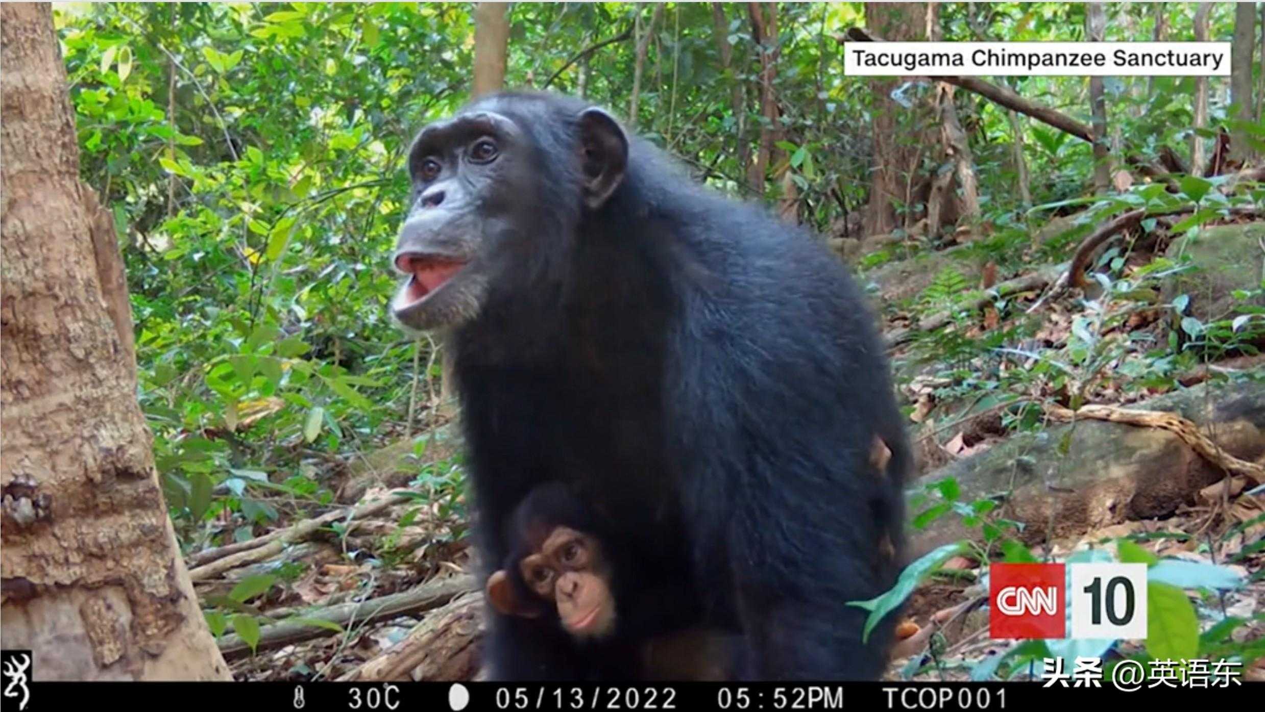 CNN 知天下- 走进塔库加马黑猩猩保护区