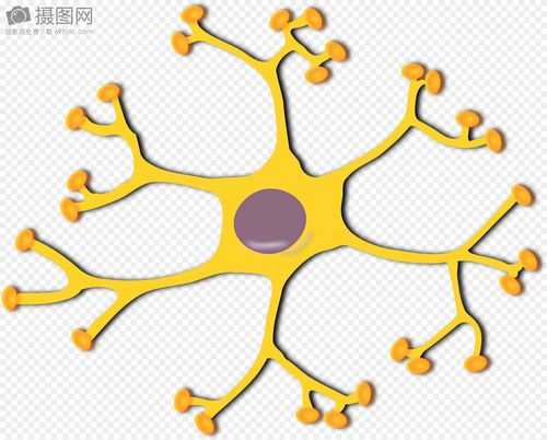神经元结构怎么画_神经元结构示意简图