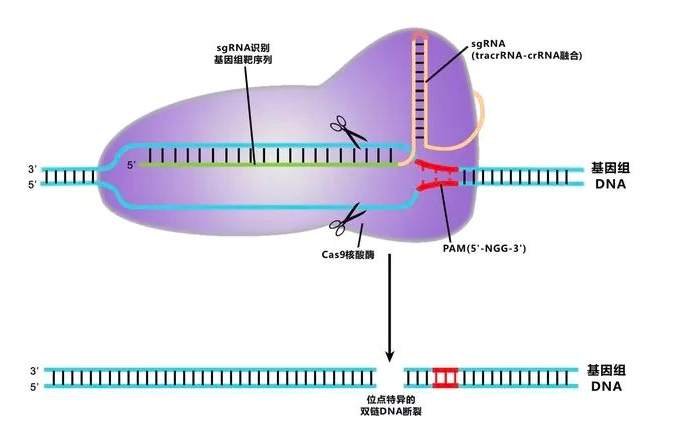 cas9敲除细胞构建_CRISPR/CAS9