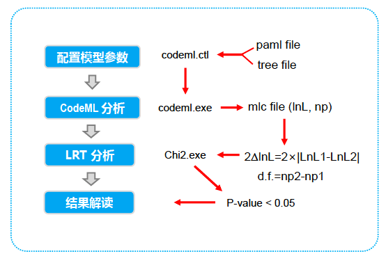 paml正选择分析_PAML选择压力分析