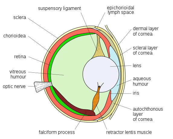 生物眼睛结构_人类眼球结构图