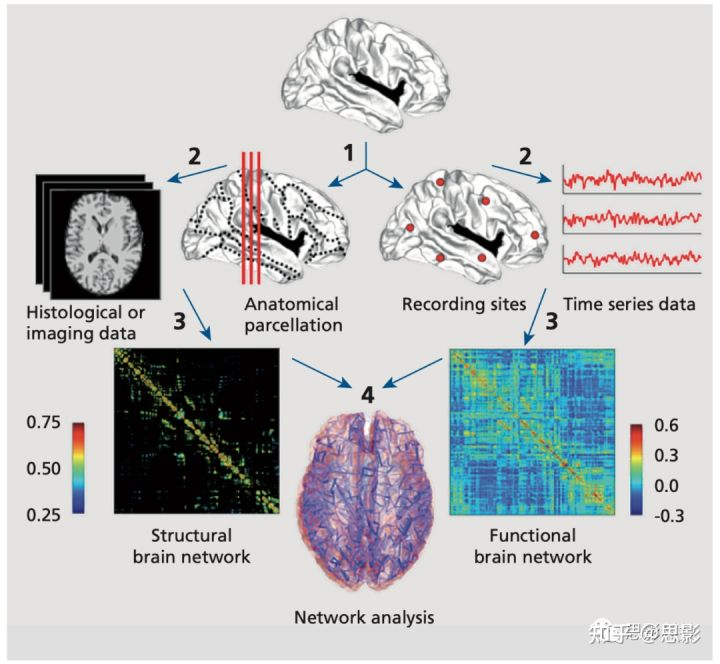 复杂大脑网络的结构和功能是什么_大脑部位与功能对应[通俗易懂]