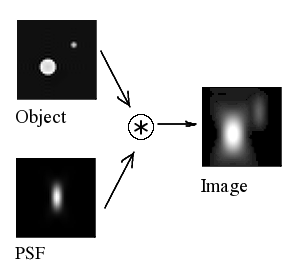 共聚焦显微镜中的图像形成：中央纵向(XZ)切片。采集的3D分布源于真实光源与PSF的卷积.