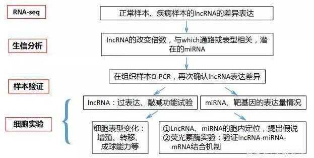 关于ceRNA的实验思路.jpg