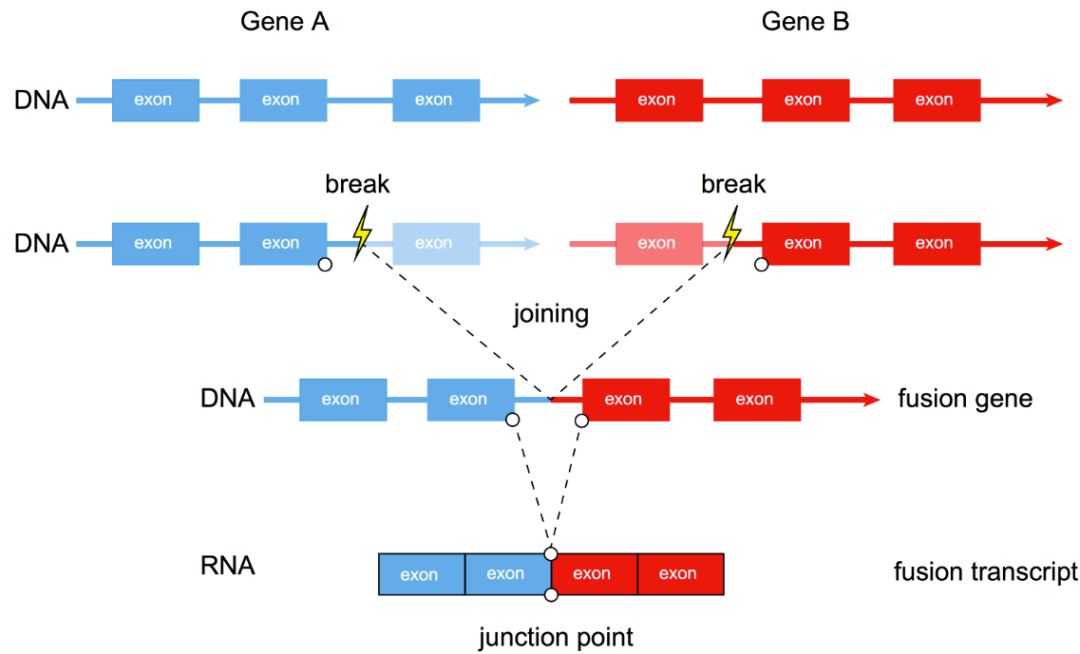 bcrabl融合基因转录本_转录组和基因组有什么联系「建议收藏」