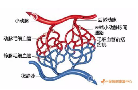 毛细血管静脉动脉的特点_动脉静脉毛细血管示意图