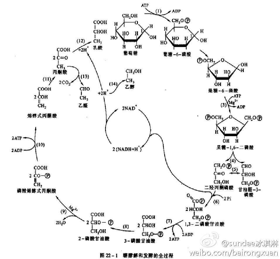 糖酵解的反应过程_糖酵解净生成ATP及计算方法[通俗易懂]