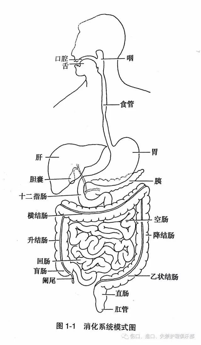 大肠结构图解_大肠结构有哪些