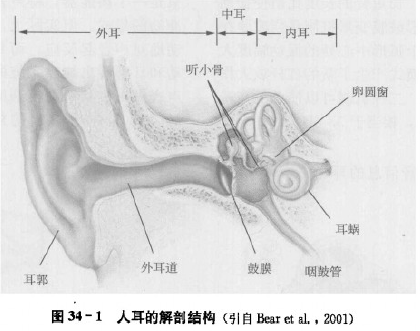 图1 人耳的解剖结构[2]