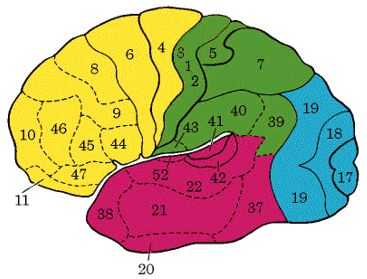 大脑分区与功能简介汇总图_大脑分区图解