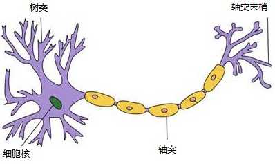 神经网络浅讲：从神经元到深度学习