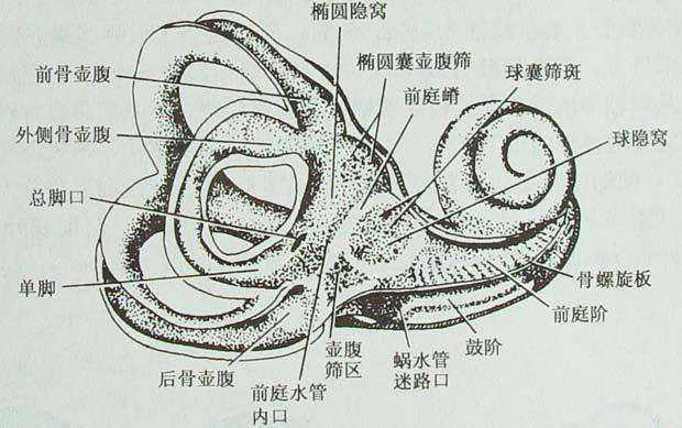 耳蜗的构造_耳蜗解剖图