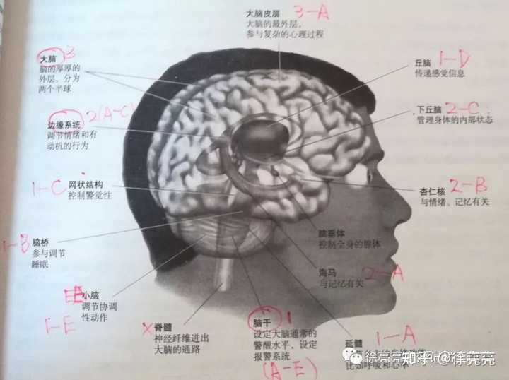 大脑脑区分布_脑的解剖结构及功能