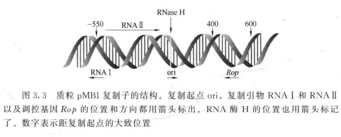 基因工程载体有_基因工程的5个步骤