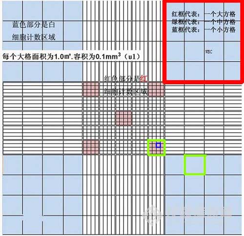 血球计数板如何计数[通俗易懂]