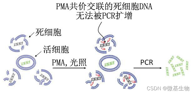 PMA的应用[通俗易懂]