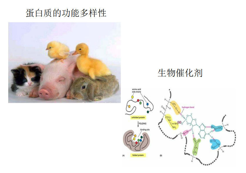 生物化学第二章氨基酸思维导图_氨基酸生物