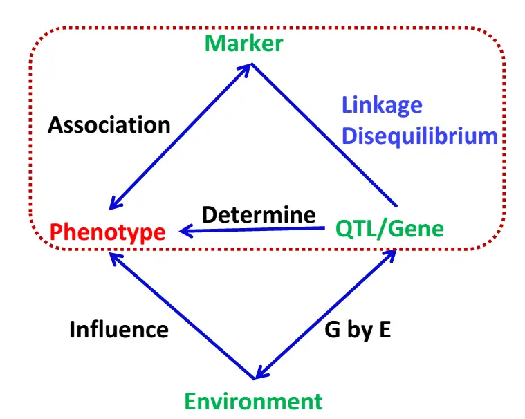 全基因组关联分析基因分型_WGS基因检测「建议收藏」