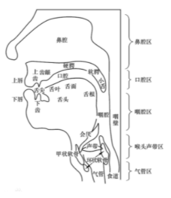 人的发声和听声能力_人类是如何发声的