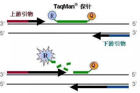 荧光定量pcr检测法的原理和应用领域有哪些_荧光定量pcr是查什么的「建议收藏」