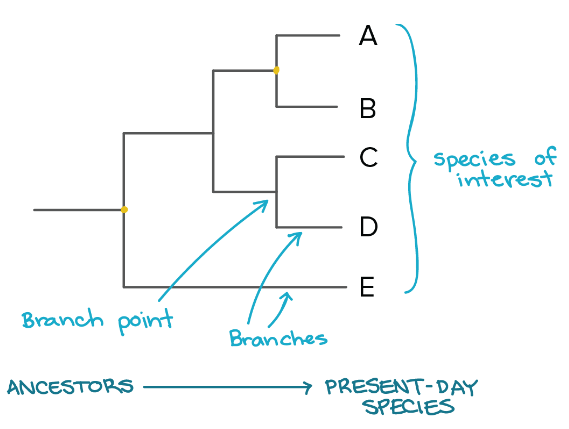 系统发育树初步剖析怎么写_系统进化树的结果解读[通俗易懂]