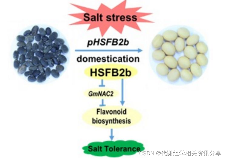 百趣代谢组学分享:HSFB2b通过促进类黄酮生物合成赋予大豆耐盐能力[通俗易懂]