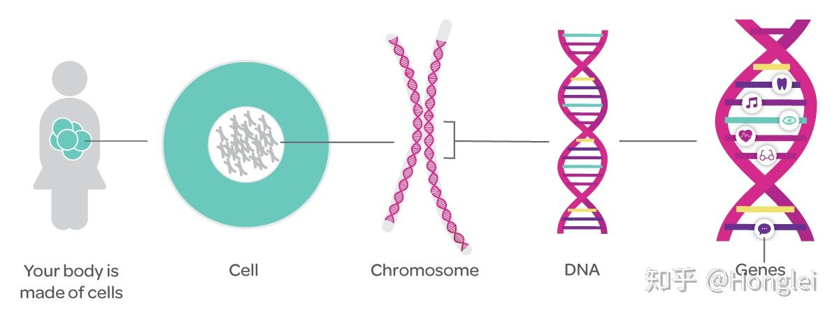 基因组学名词解释_基因组学的研究内容