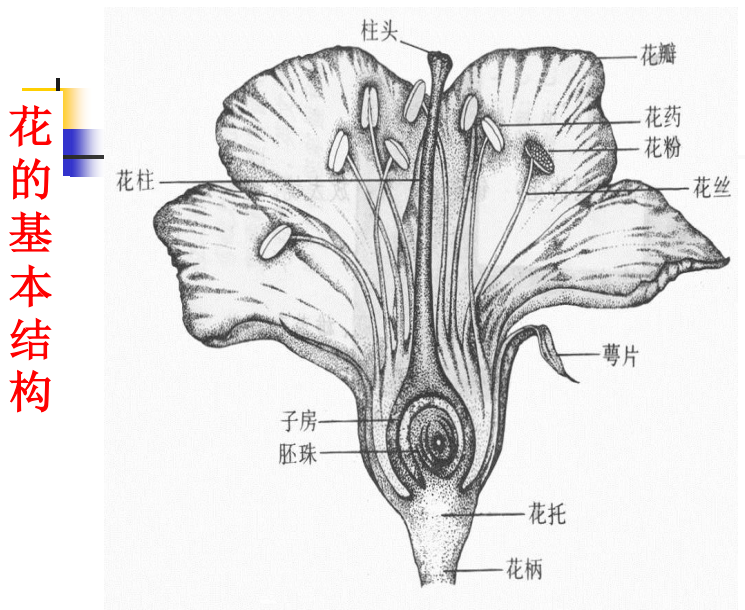 单倍体诱导系原理_多倍体的诱导方法和原理「建议收藏」