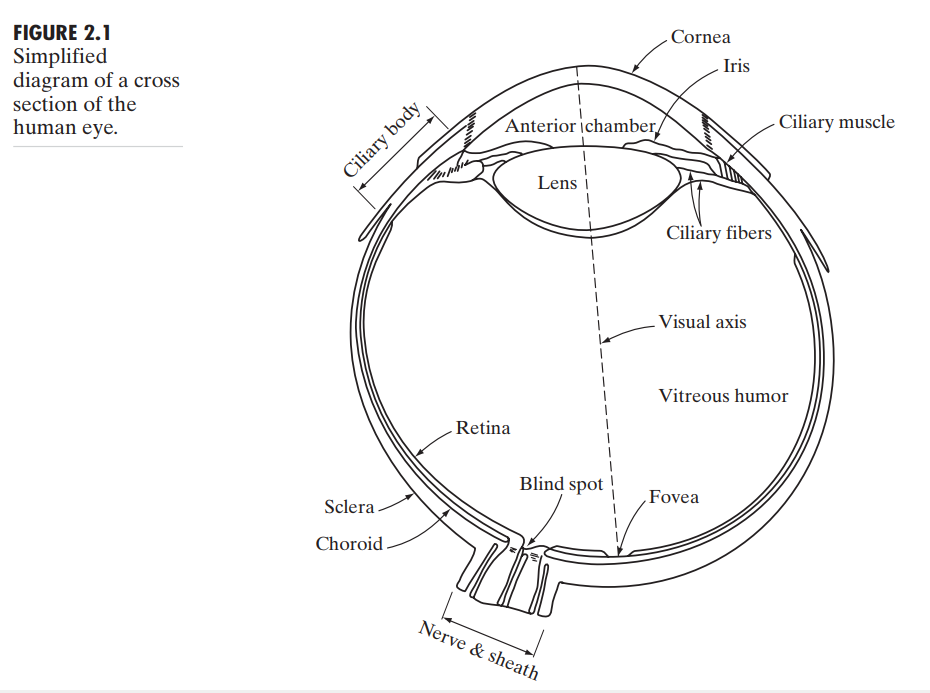 生物眼睛结构_人类眼球结构图