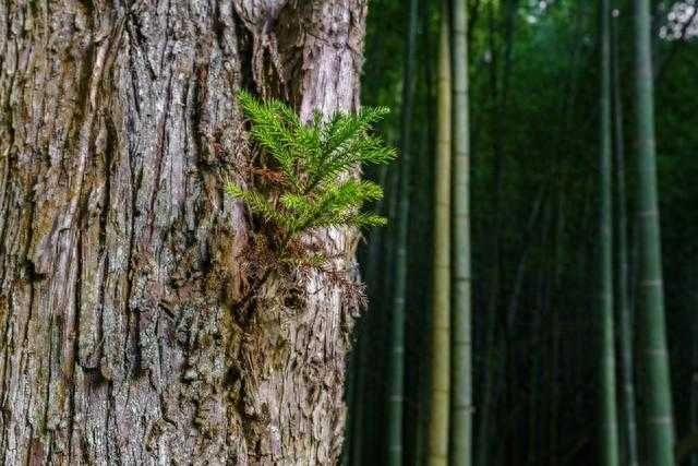 松树的品种有哪些品种长什么样_最常见的松树