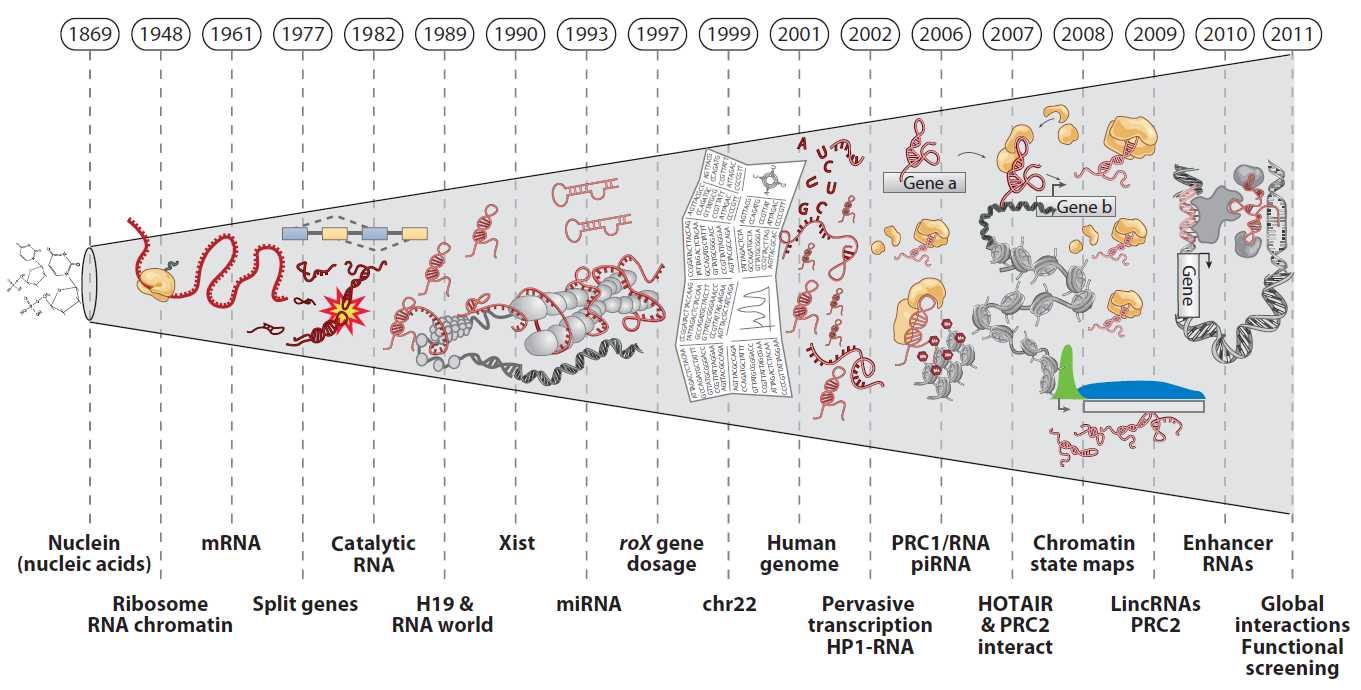 长链非编码rna(lncrna)是长度_长链非编码RNA(lncRNA)「建议收藏」