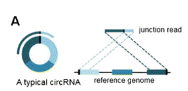 circrna验证_circRNA是什么