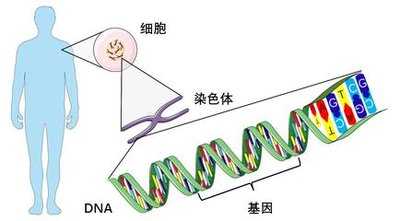 外显子和非编码区_内含子的特征是DNA序列