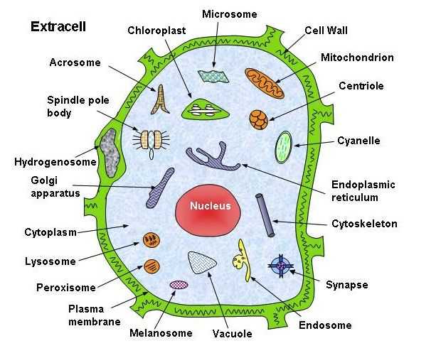 真核生物的亚基_蛋白质亚细胞定位