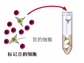 磁珠法提取dna_磁珠法提取dna