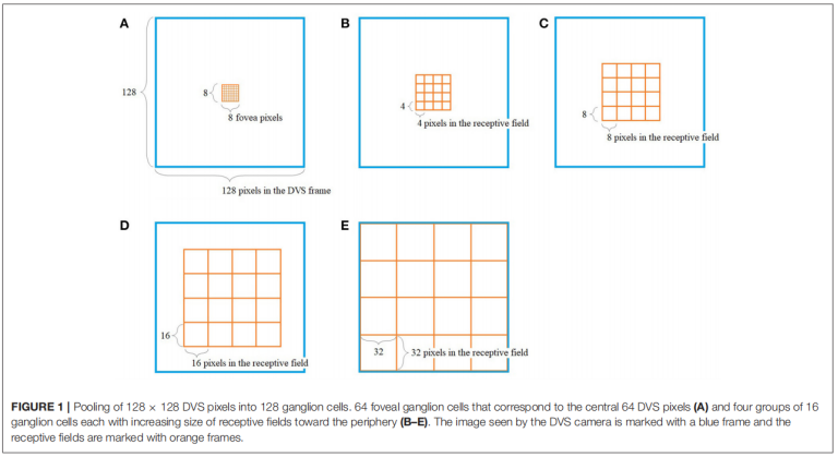 图一 128×128 DVS像素的汇聚成128个神经节细胞