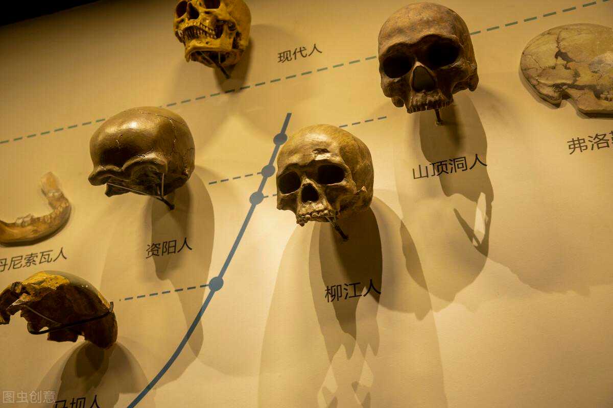 人类是由古猿进化而来的三个证据_人类由古猿进化而来的重要理论