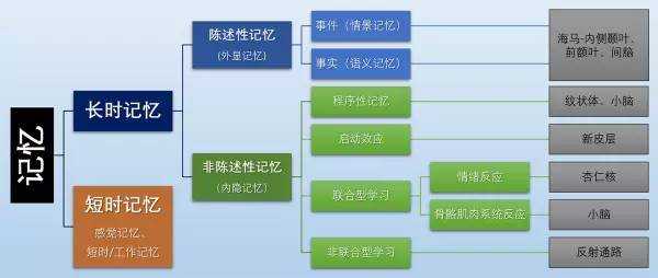 记忆的分类及其理论模型是什么_记忆可分为四种