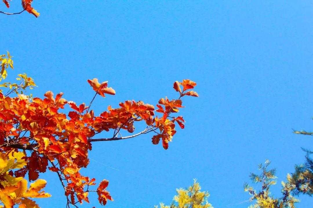 这30个关于秋的成语,原来都出自诗词_秋词描写秋天美景的诗句是哪一句