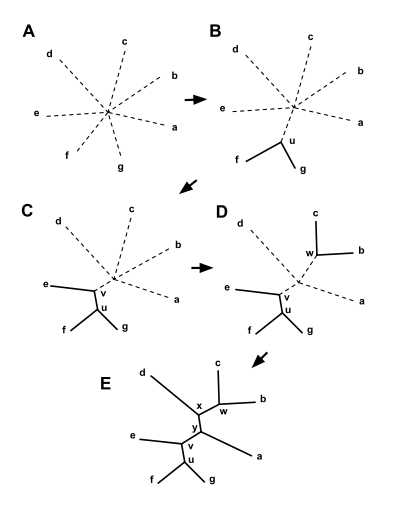 进化树构建步骤_进化树构建好了如何描述