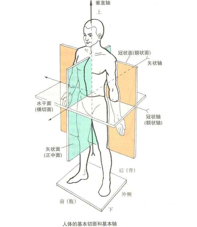 矢状平面与冠状平面_黑白图像或灰度图像有几个位平面「建议收藏」