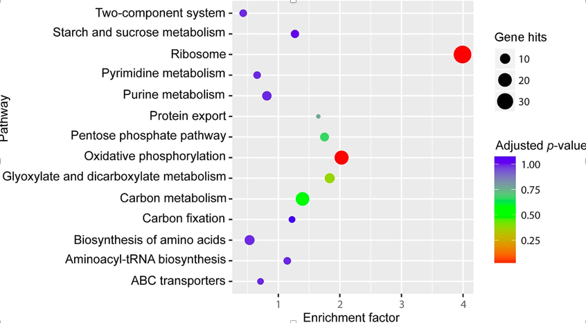 FIG 1. KEGG pathway enrichment analysis of differentially expressed genes 在这里插入图片描述